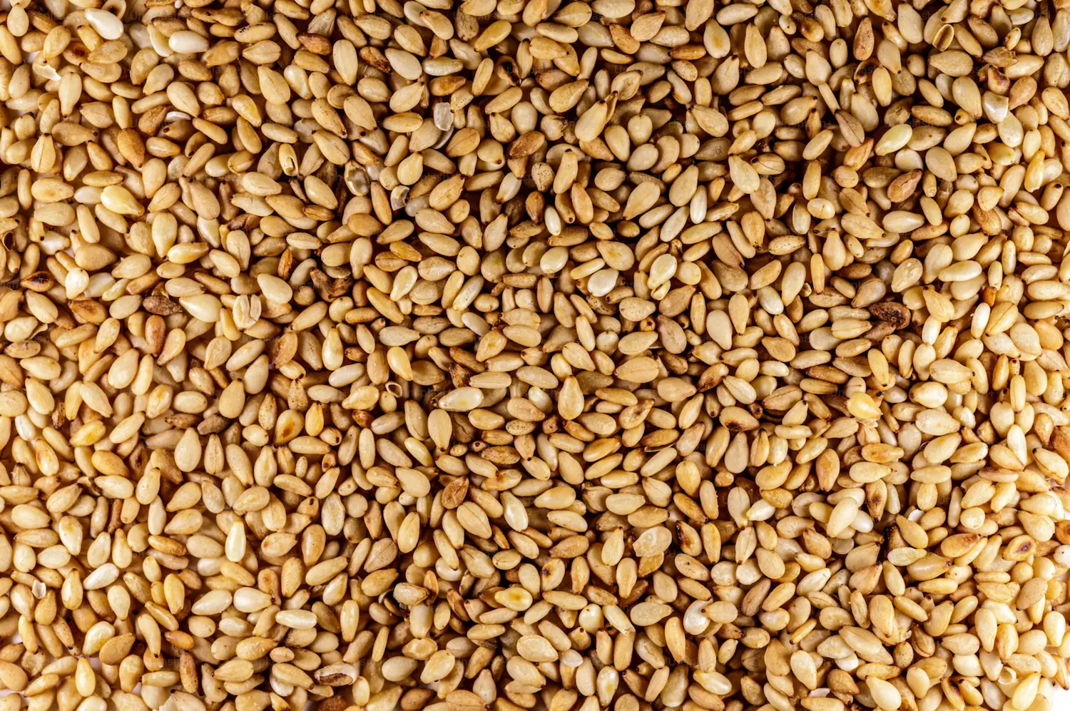 Close-up of seeds, symbol of the Students 'Seeds' group at Soulcraft