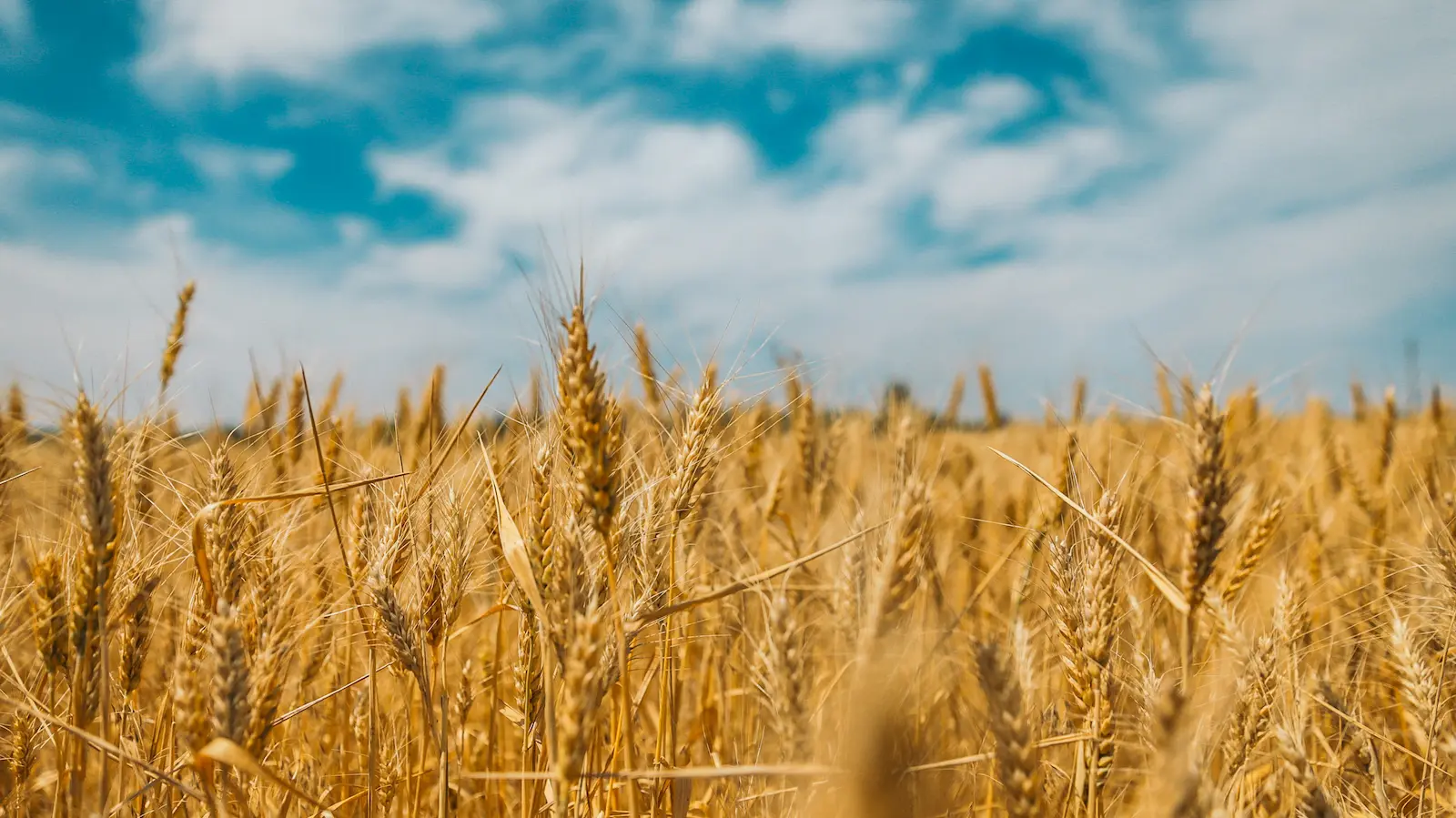 Golden wheat field at harvest, symbol of the Young Adults 'Harvest' group at Soulcraft